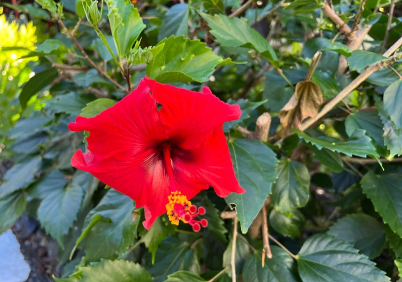 Kona Magic Ali'I - Top Floor Views, Pool, Beach, Sunsets 凯路亚-科纳 外观 照片