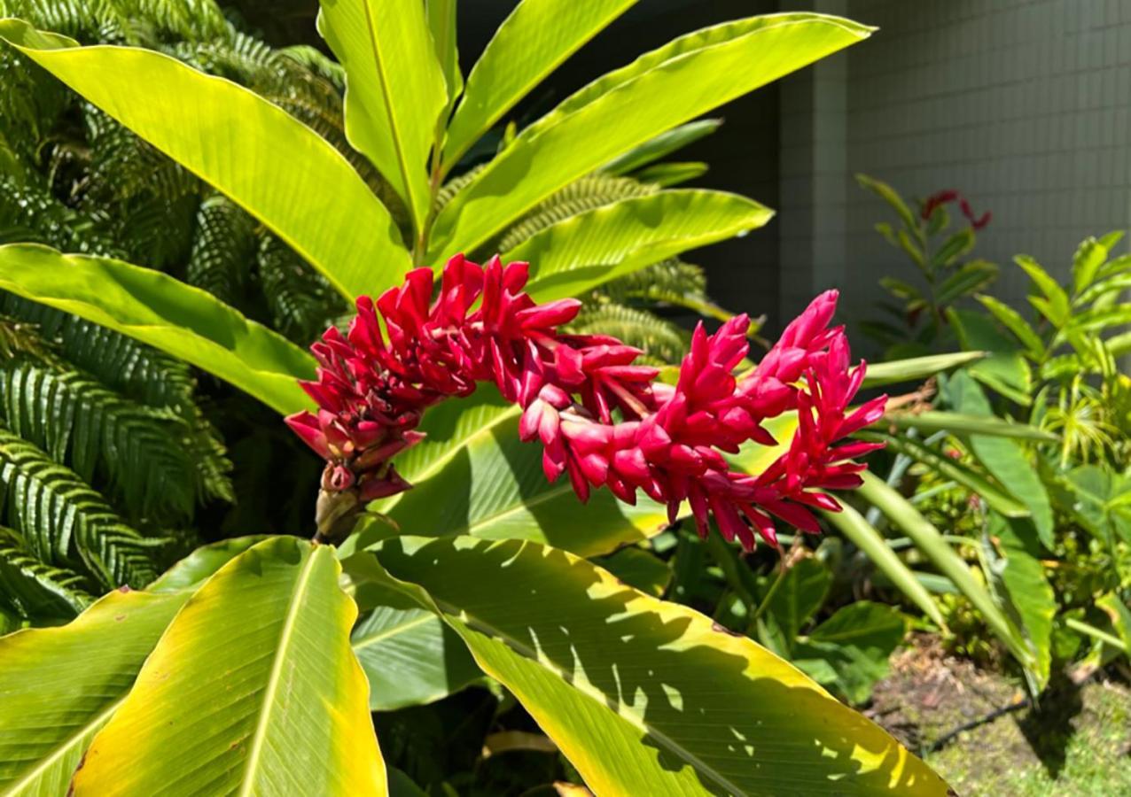 Kona Magic Ali'I - Top Floor Views, Pool, Beach, Sunsets 凯路亚-科纳 外观 照片